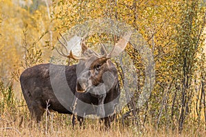 Bull Shiras Moose in Fall