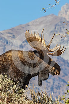 Bull Shiras Moose Portrait