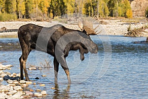 Bull Shiras Moose in River in the Rut
