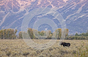 Bull Shiras Moose in the Rut in Fall in Wyoming