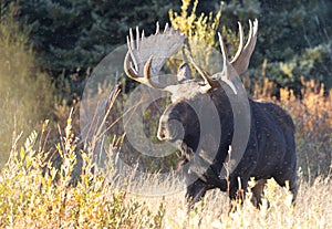 Bull Shiras Moose in Fall in Grand Teton National Park