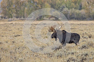 Bull Shiras Moose in the Rut in Wyoming in Fall