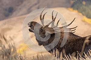 Bull Shiras Moose Rutting in Wyoming