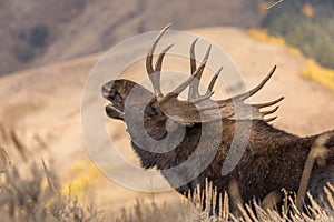 Bull Shiras Moose Rutting in Wyoming photo