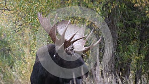 Bull Shiras Moose Side Portrait