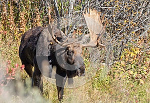 Bull Shiras Moose in Wyoming