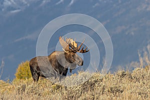 Bull Shiras Moose in Wyoming in Fall