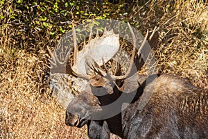 Bull Shiras Moose Portrait in Autumn