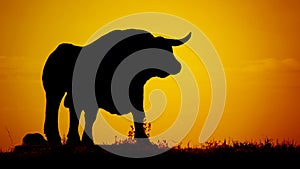 Bull silhouette afterglow