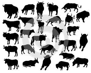 Bull silhouettes .