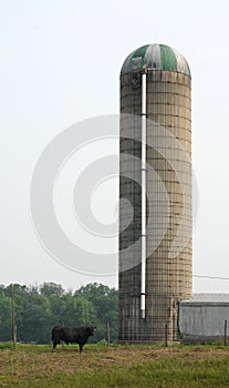 Bull Silo