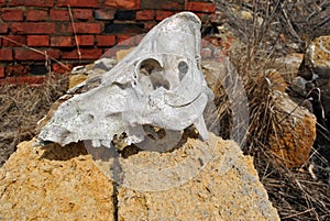 Bull skull close up laying on Crimean coquina rock blocks and red bricks wall of ruined farm background