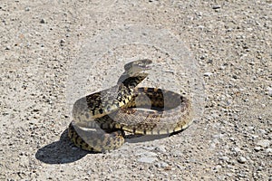 Bull Snake on Coiled dirt road