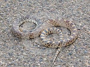Bull Snake - Gopher Snake. Letter S