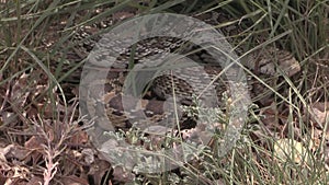 Bull Snake in Grass