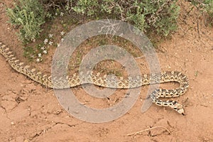 Bull Snake Pituophis catenifer sayi In Colorado Desert