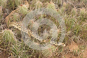 Bull Snake Pituophis catenifer sayi In Colorado Desert