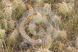 Bull Snake Pituophis catenifer sayi In Colorado Desert