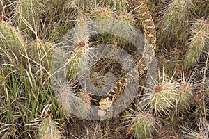 Bull Snake Pituophis catenifer sayi In Colorado Desert Making It`s Way Through A Prickly Pear Cactus