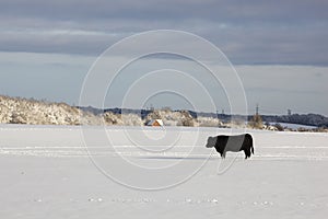 Bull on snow field