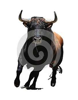 Bull