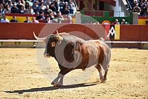 Bull in spain with big horns