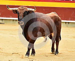 Bull in spain with big horns running in bullring