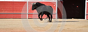 A bull in spain with big horns running in bullring