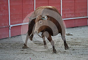 A bull in spain with big horns running in bullring