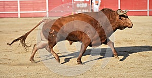 A bull in spain with big horns running in bullring