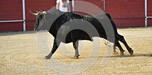 A bull in spain with big horns running in bullring