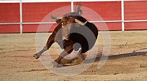 A bull in spain with big horns running in bullring