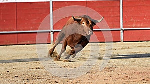 A bull in spain with big horns running in bullring