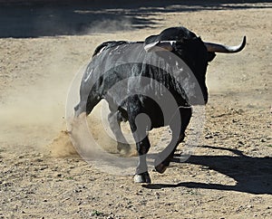 Bull in spain running in bullring