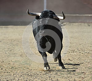 Bull in spain running in bullring