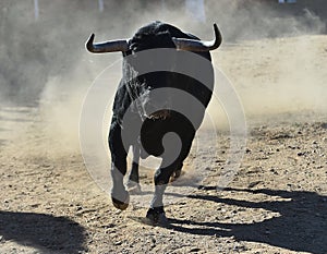 Bull in spain running in bullring