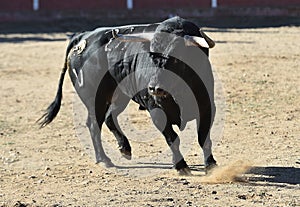 Bull in spain running in bullring