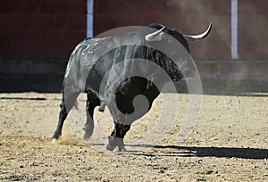 Bull in spain running in bullring