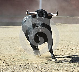 Bull in spain running in bullring