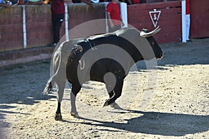 Bull in spain running in bullring