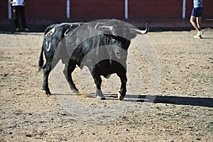 Bull in spain running in bullring