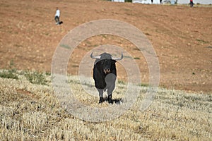 Bull in spain running in bullring