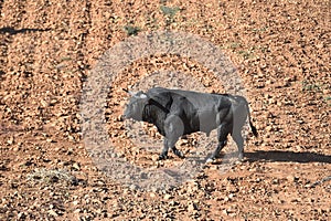 Bull in spain running in bullring