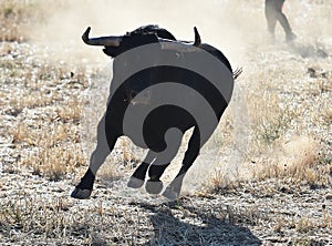 Bull in spain running in bullring