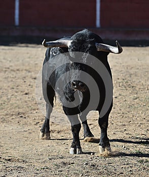 Bull in spain running in bullring