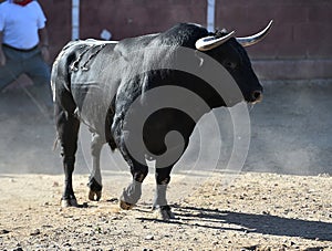 Bull in spain running in bullring