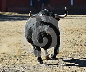 Bull in spain running in bullring