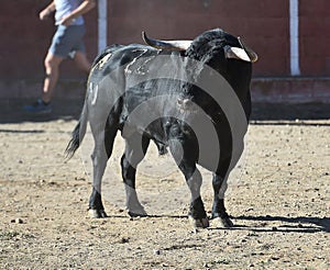 Bull in spain running in bullring