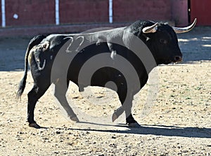 Bull in spain running in bullring