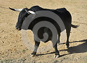 Bull in spain running in bullring